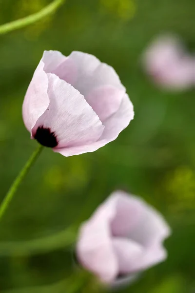 Vit vallmo på nära håll i fält. Sommarblommor. — Stockfoto