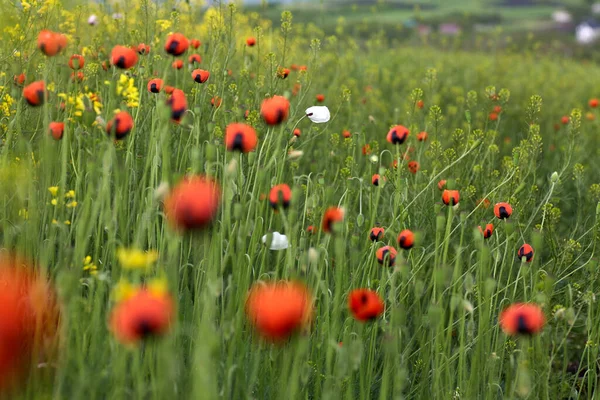 Red field poppies, close up. Summer wildflowers. — Stock Photo, Image