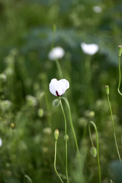 Bílý mák se uzavírá v poli. Letní květiny. — Stock fotografie