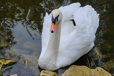 Bir kuğu ve sonbaharda gölün yansıması.