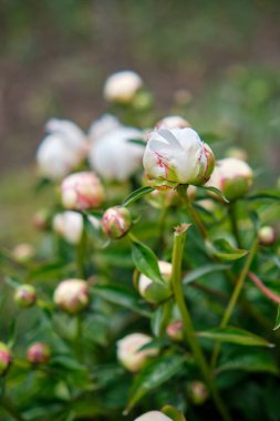 Bahçedeki beyaz şakayıklar