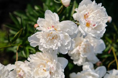 Bahçedeki beyaz şakayıklar