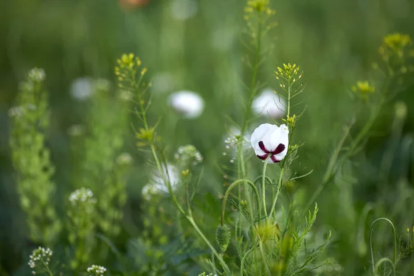 Amapola Blanca Cerca Campo Flores Verano —  Fotos de Stock