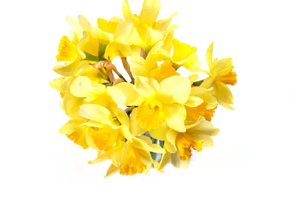 Yellow daffodils isolated on white background