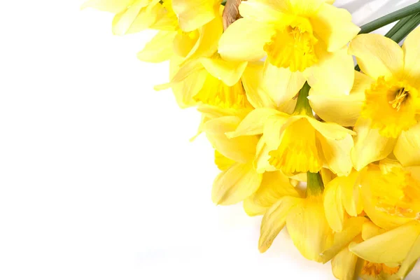 Narcisos Amarelos Isolados Sobre Fundo Branco — Fotografia de Stock