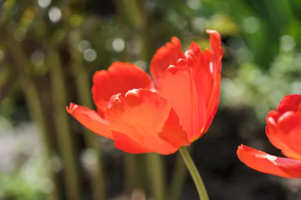 チューリップの大きな花壇が閉じます 春の花 — ストック写真