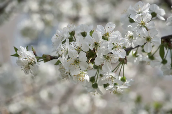 春の桜の木の背景 選択的焦点 — ストック写真