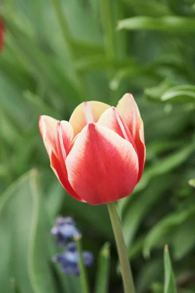 チューリップの大きな花壇が閉じます 春の花 — ストック写真