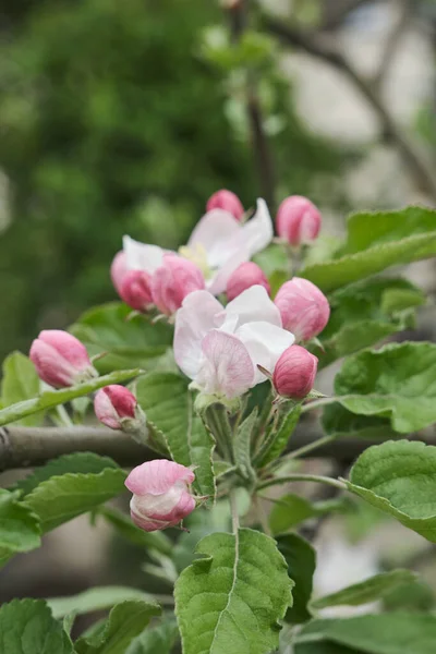 活気付くりんごの木の枝 — ストック写真