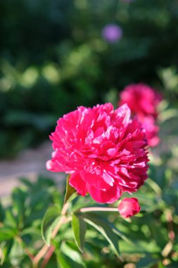 Ağaç şakayığı çiçekleri. Paeoniaceae yaprak döken çalı. Nisan 'dan Haziran' a kadar, kırmızı gibi çok renkli çiçekler