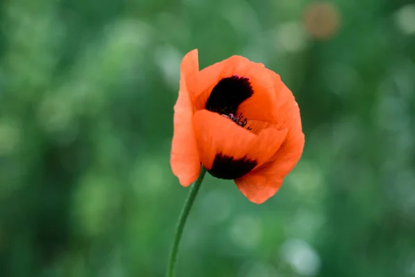 Amapolas Campo Rojo Cerca Flores Silvestres Verano —  Fotos de Stock