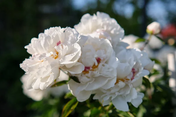 Witte Pioenrozen Tuin — Stockfoto