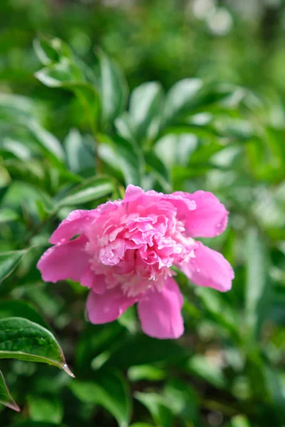 상록수 Paeoniaceae 낙엽성 관목이다 월부터 월까지 과같은 색깔의 — 스톡 사진