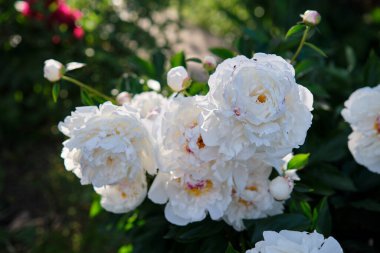 Bahçedeki beyaz şakayıklar