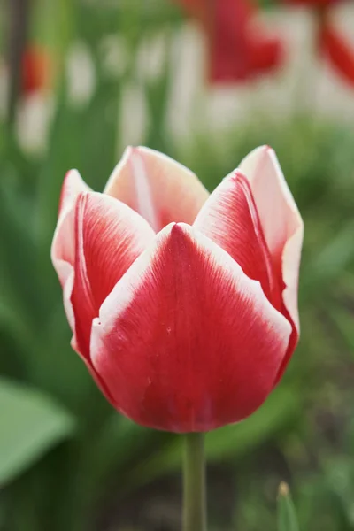 Grande Aiuola Con Tulipani Vicino Fiori Primaverili — Foto Stock