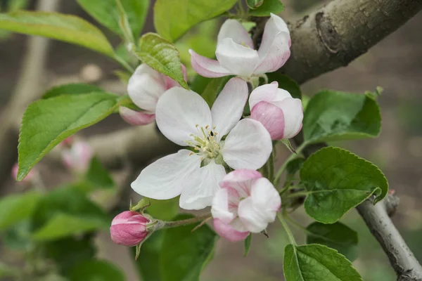 Гілки Квітучої Яблуні — стокове фото