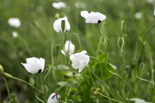 白いケシが畑で閉まります 夏の花 — ストック写真