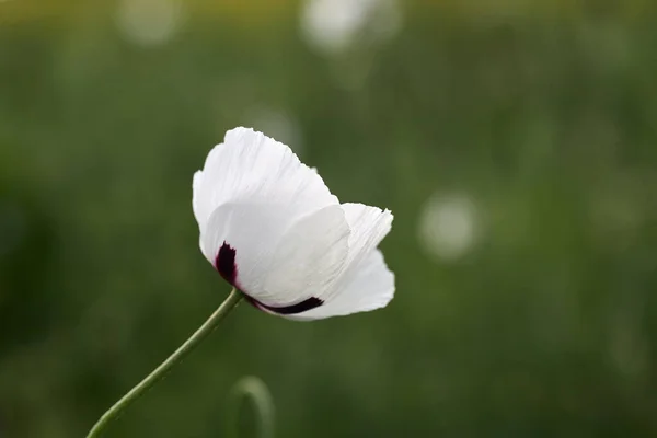 白色的罂粟在田里接近 夏天的花 — 图库照片