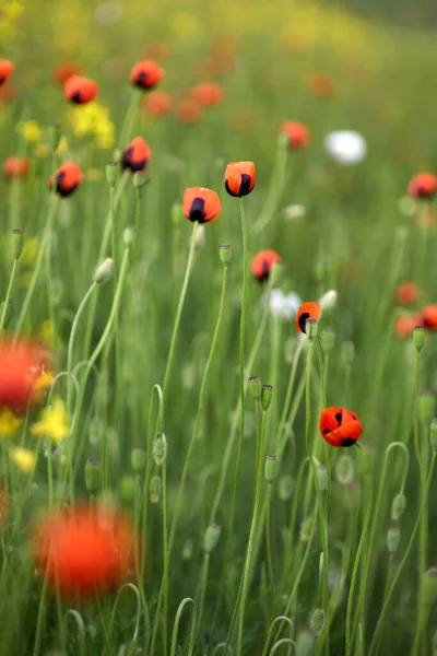 Röda Fält Vallmo Närbild Sommarblommor — Stockfoto