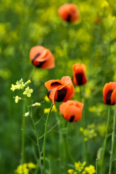 Röda Fält Vallmo Närbild Sommarblommor — Stockfoto