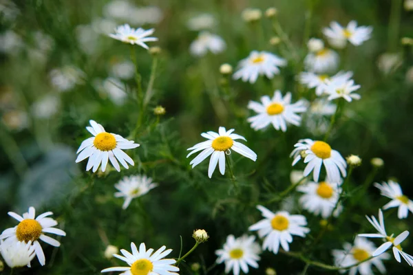 Daisies in the field. Field of daisies in the mountains.