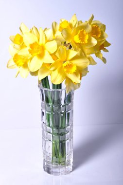 Güzel bir buket taze sarı nergis çiçeği vazoda beyaz arka planda çiçek açıyor.
