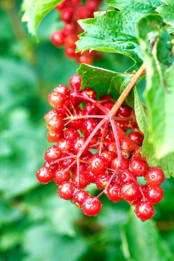 Bahçedeki kırmızı viburnum dalı. Yağmur damlalı Viburnum üzümü.