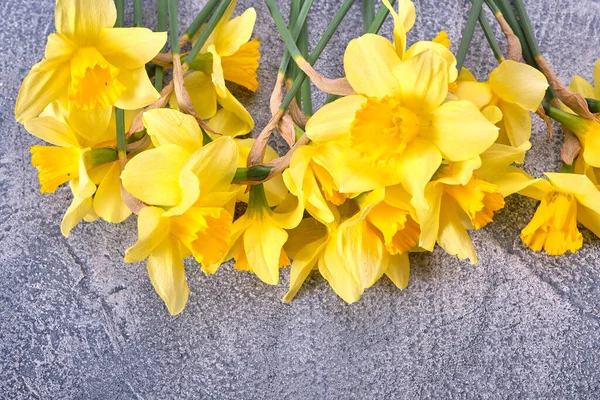 新鮮な黄色のナルシス 鮮やかな青の背景に水仙の花 トップビュー フラットレイアウト コピースペース クローズアップ — ストック写真