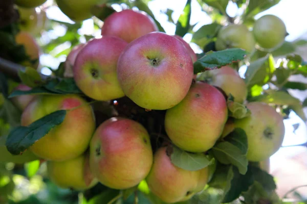 Fresh Red Apples Organic Orchard Rain Rains Drips Apples Hanging — Stock Photo, Image