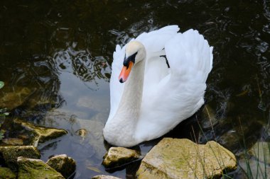 Bir kuğu ve sonbaharda gölün yansıması.