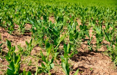 Young pea plant growing on the field.