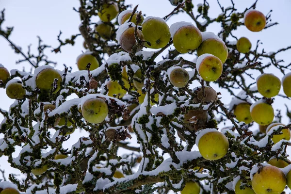 Tree Full Yellow Apples Winter — Foto de Stock