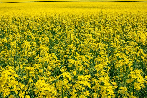Wonderful Panoramic View Agricultural Field Blooming Yellow Canola Flowers Spring — Stockfoto