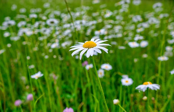 Daisy Wind Close Chamomile Plants Tranquil Natural Background — Stockfoto