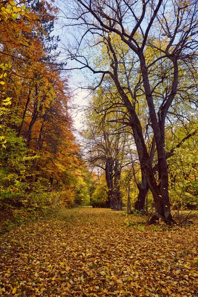 Paisagem Floresta Dourada Outono Com Grandes Árvores Vibrantes — Fotografia de Stock