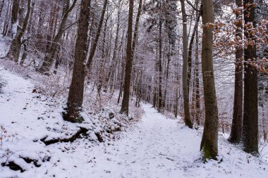 Snowfall in the forest, magical snowy forest in winter.