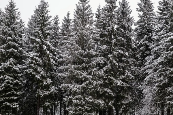 Spruce Tree Forest Covered by Snow in Winter. Picturesque view of snow-capped spruces on a frosty day. Germany.