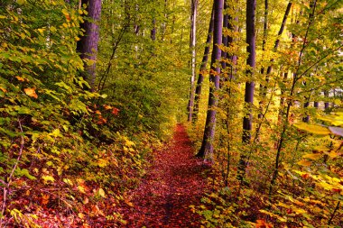 Büyük canlı ağaçlar ile Altın Sonbahar orman manzara