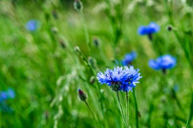 Bees flying over the top of blue meadow knapweed wildflowers in the floral summer field.