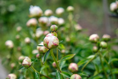 Bahçedeki beyaz şakayıklar