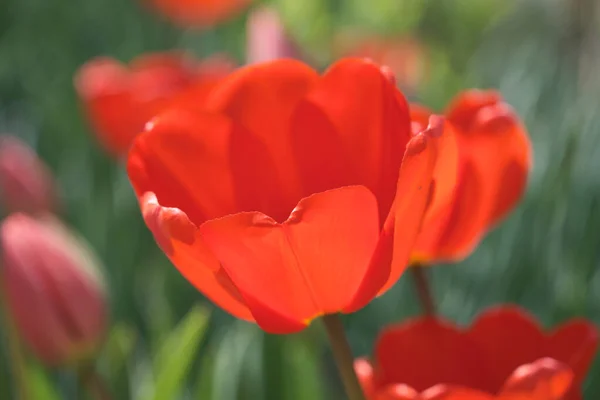 チューリップの大きな花壇が閉じます 春の花 — ストック写真