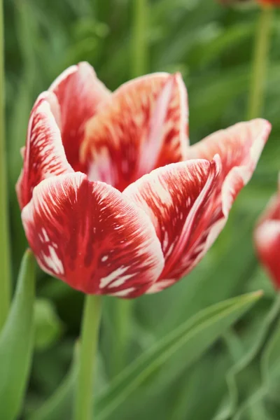 Grande Aiuola Con Tulipani Vicino Fiori Primaverili — Foto Stock