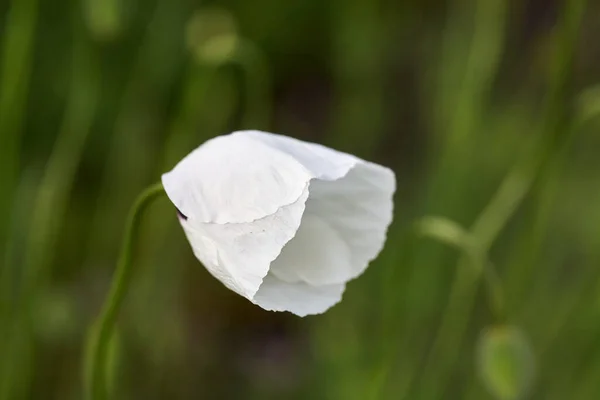 Hvid Valmue Tæt Marken Sommerblomster - Stock-foto