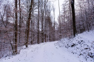 Snowfall in the forest, magical snowy forest in winter.
