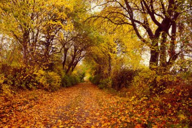 Autumn forest scenery with road of fall leaves warm light illumining the gold foliage. Footpath in scene autumn forest nature. Germany.