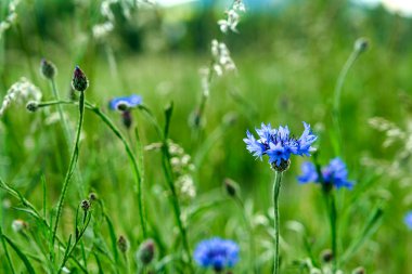Bees flying over the top of blue meadow knapweed wildflowers in the floral summer field.