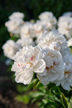 Bahçedeki beyaz şakayıklar