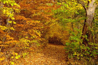 Autumn forest scenery with road of fall leaves warm light illumining the gold foliage. Footpath in scene autumn forest nature. Germany.