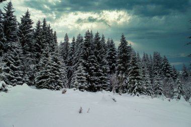 Spruce Tree Forest Covered by Snow in Winter. Picturesque view of snow-capped spruces on a frosty day. Germany.