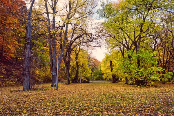 Gouden Herfst Bos Landschap Met Grote Levendige Bomen — Stockfoto
